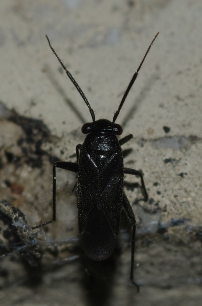 Miridae: Pachytomella sp. della Calabria (CS)